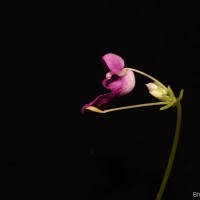 Impatiens yakandawalarum Gopallawa, Hapuarachchi & Jayathissa